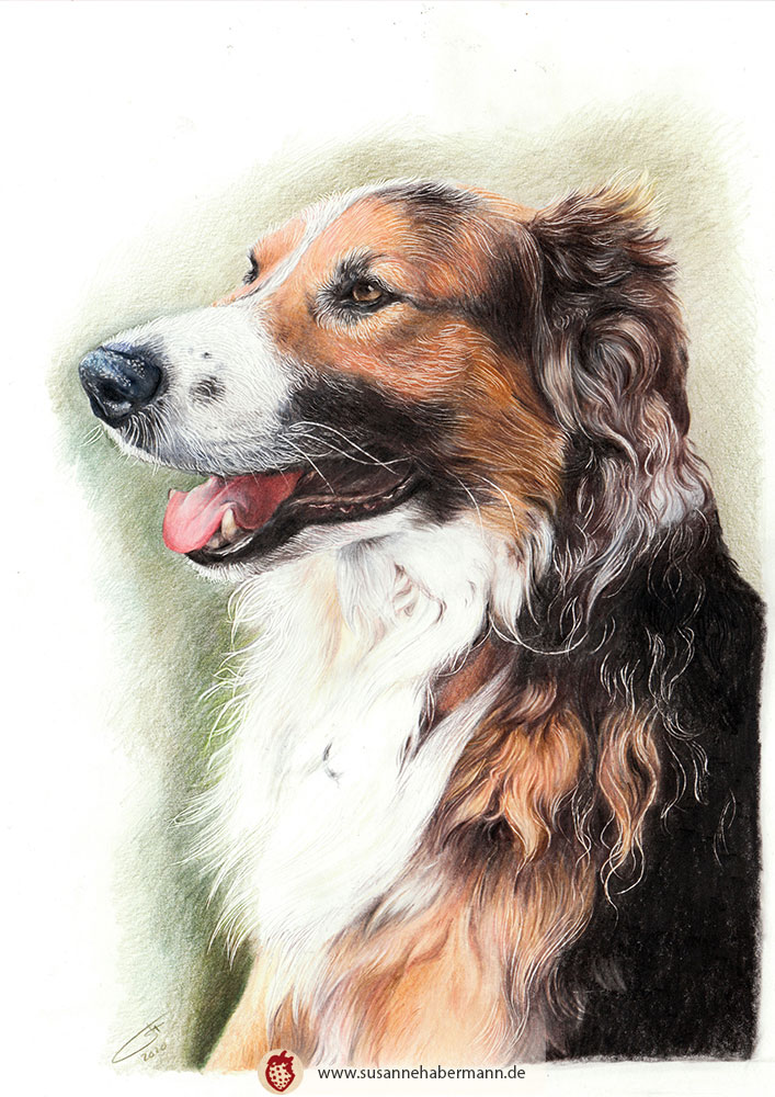 Tierporträt - Bernersennenhund - Zeichnung Buntstift auf Papier - A4