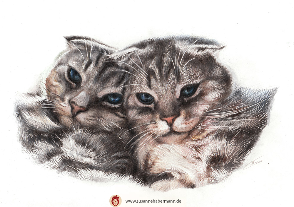 Tierporträt - zwei britisch-Kurzhaar Katzen - Zeichnung Buntstift auf Papier - A4