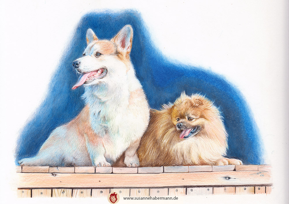 Corgi und Zwergspitz - gezeichnetes Tierportrait -  Buntstift auf Papier - A4 - Tierporträts zeichnen lassen