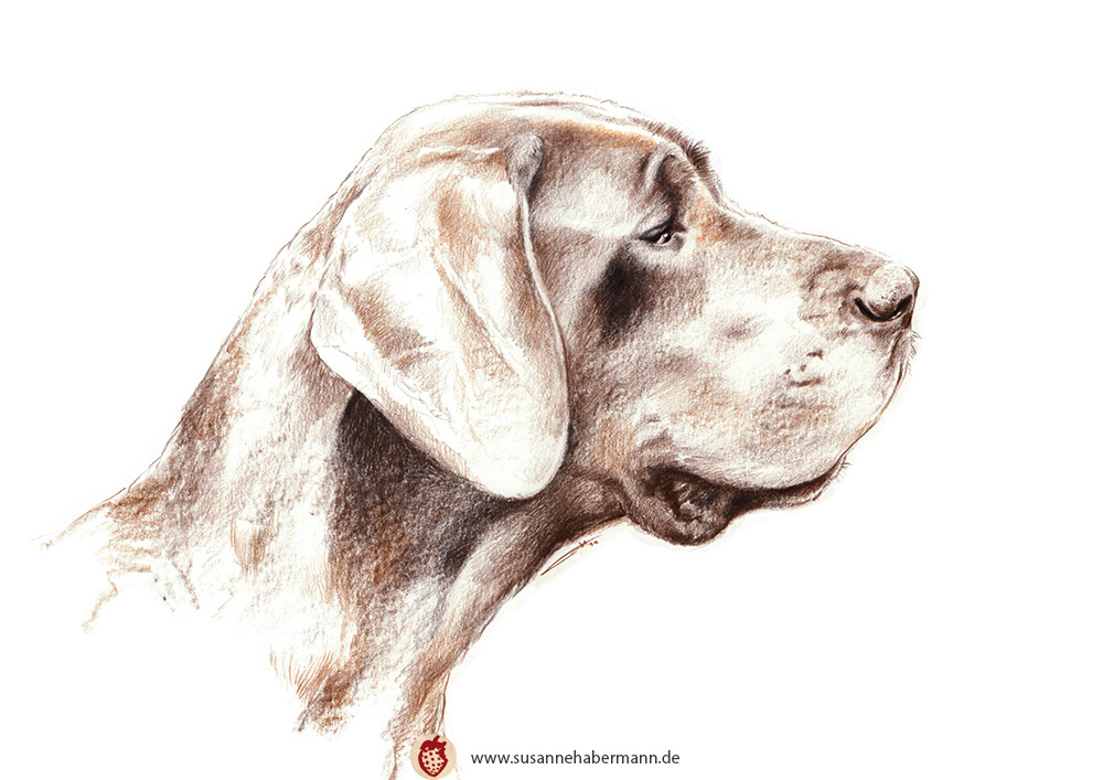 Tierporträt - Kopf einer Dogge - Zeichnung Buntstift auf Papier - A4