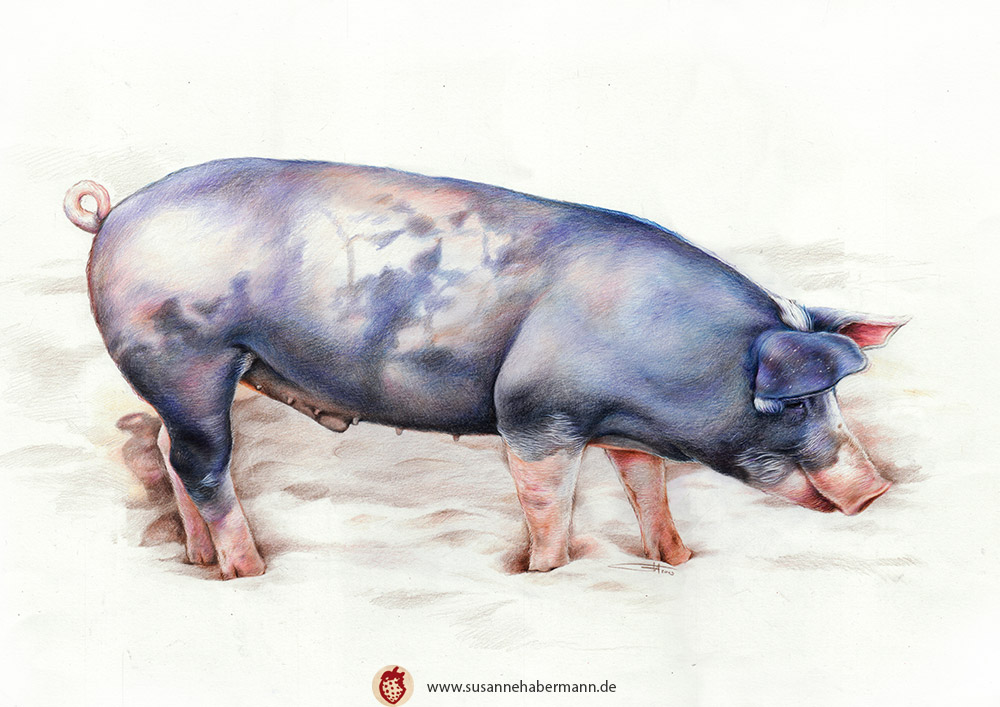Tierporträt - Schwein - Zeichnung Buntstift auf Papier - A3