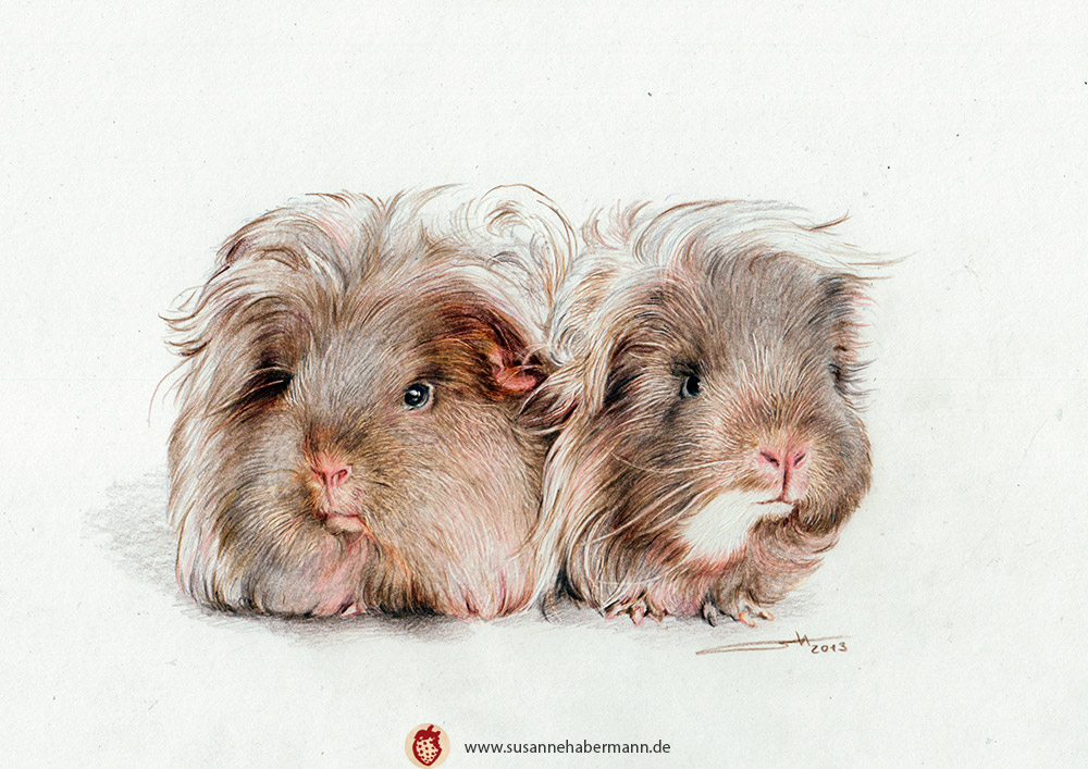Tierporträt - zwei Meerschweinchen - Zeichnung Buntstift auf Papier - A4