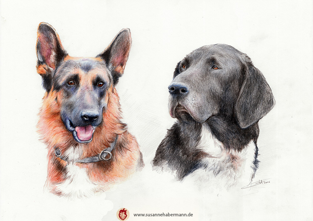 Tierporträt - zwei Hundeköpfe (Schäferhund, Jagdbund) - Zeichnung Buntstift auf Papier - A4