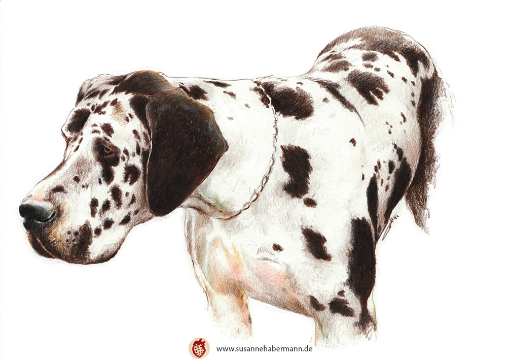 Tierporträt - getupfte Dogge - Zeichnung Buntstift auf Papier - A4
