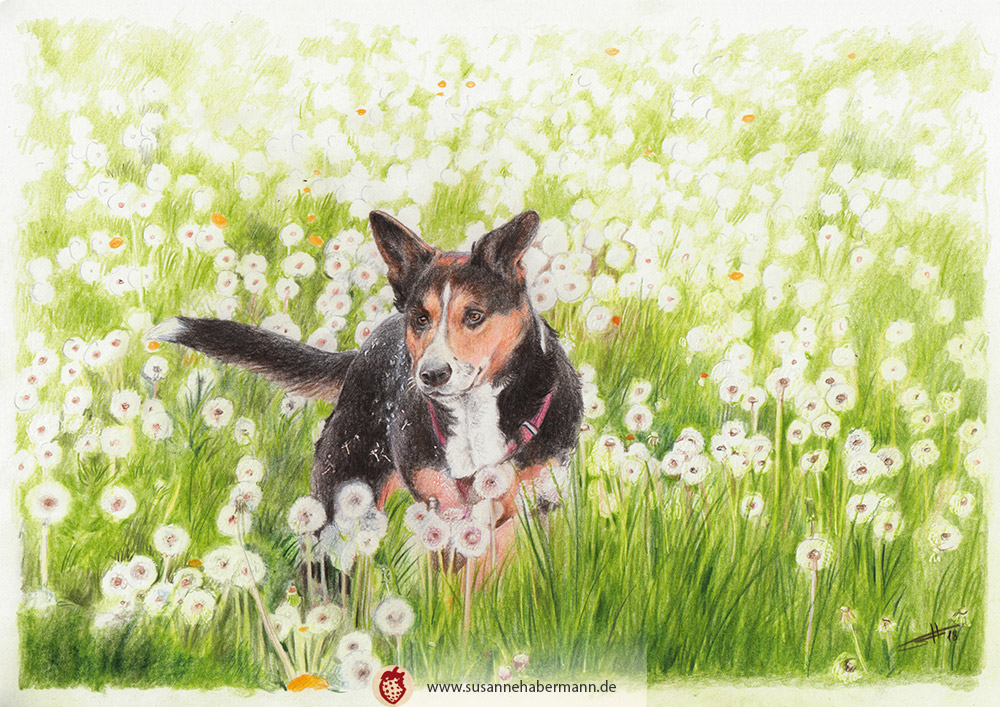 Tierporträt - kleiner Hund rennt durch Blumenwiese - Zeichnung Buntstift auf Papier - A4