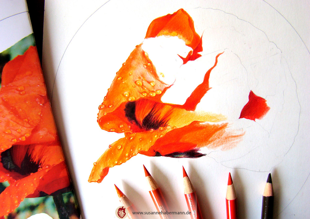 "Mohnbume" - work in progress - Blüte einer Mohnblume, halbgeschlossen mit Tautropfen - Zeichnung Buntstift auf Papier - 20 x 20 cm - verkauft