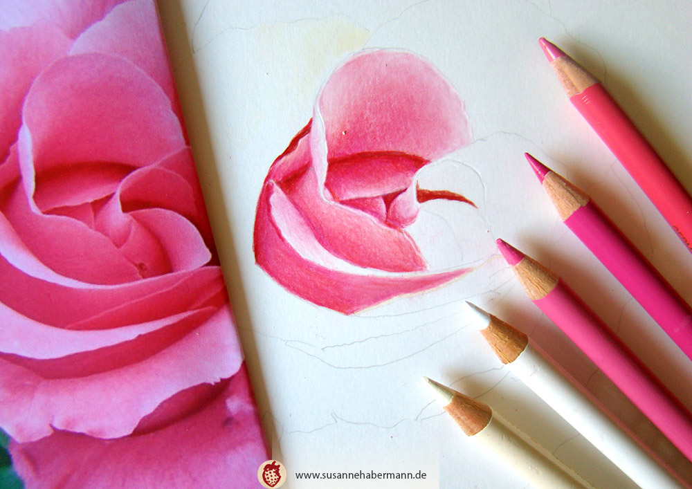"Rose" - rosa Rosenblüte - Work in progress -  Zeichnung Buntstift auf Papier - 20 x 20 cm - unverkäuflich