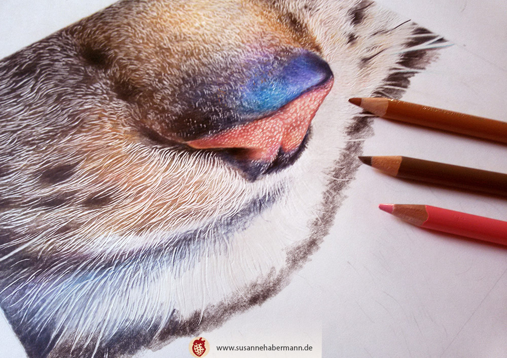 Tierporträt - Katzennase - work in progress - Zeichnung Buntstift auf Papier - 30 x 30 cm