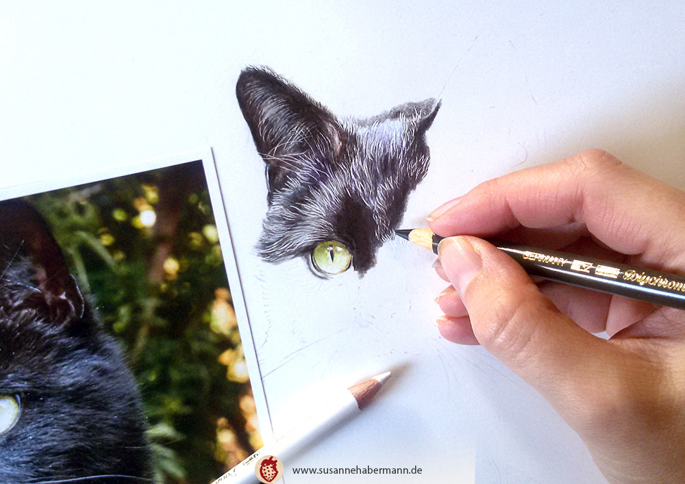 Tierporträt - schwarze Katze, work in progress - Zeichnung Buntstift auf Papier - A4