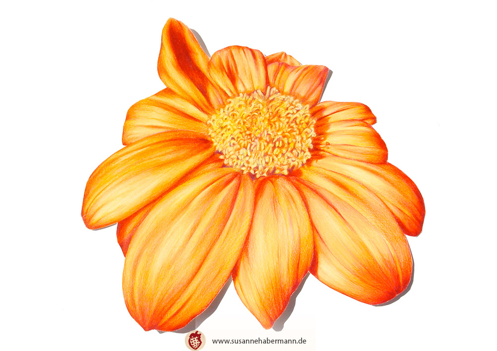 "Blüte"- gelbe Blüte_Zeichnung Buntstift auf Papier - 20 x 20 cm - unverkäuflich
