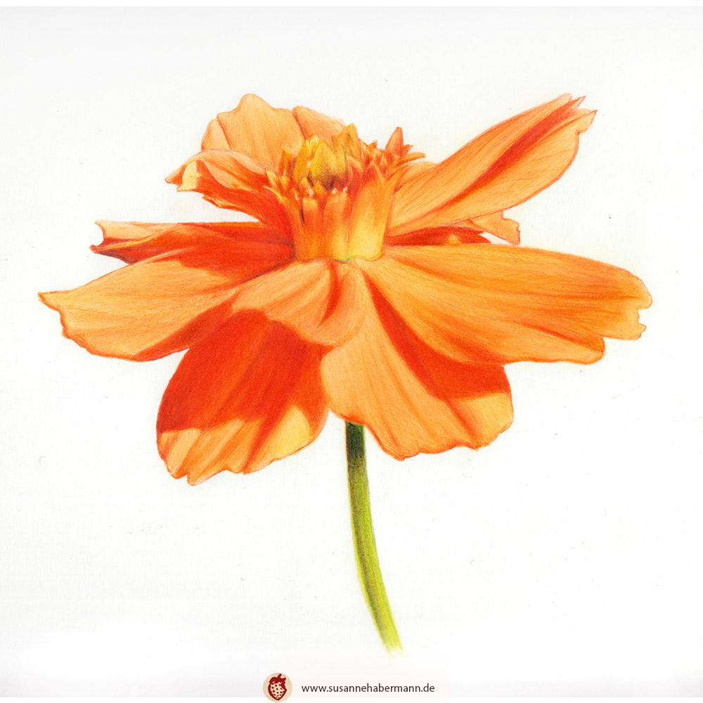 "Narzisse" - orangene Narzisse - Zeichnung Buntstift auf Papier- 23 x 24 cm - 150€